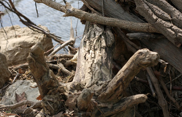 trunk of a tree
