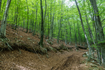 Deep forest with trekking path in Catalunya, Montseny