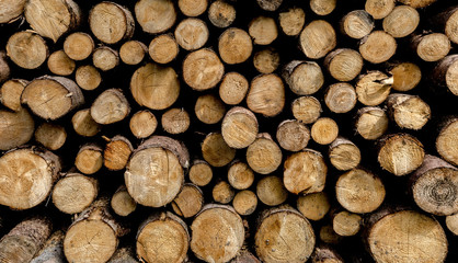 Großes Bild viele Holz Stämme von Baumstämmen