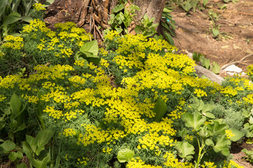 the spleen is a small yellow flower of early spring next to a large tree. spring time