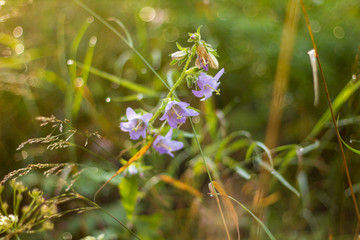 Bell flower with light beams and background blur