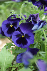 Pansy - Viola x wittrockiana. gradation purple  color.