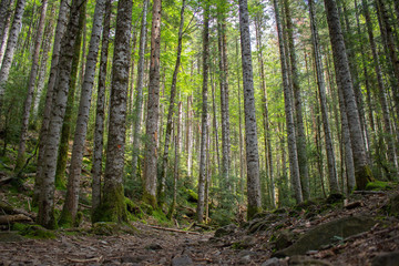 Pyrenees forest with leaves and grass in autumn