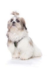 chien shih tzu assis sur fond blanc 