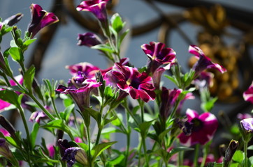 lovely colored petunia flowers in a pot