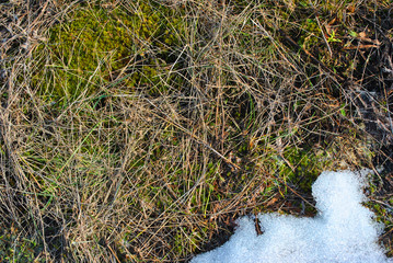 Dry grass and green moss covered with melting snow, natural background top view
