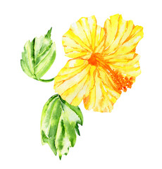 Yellow watercolor hibiscus flower with leaves. Isolated on white.
