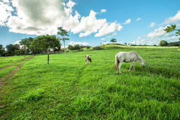 Fototapeta premium Campo, Paisagem 