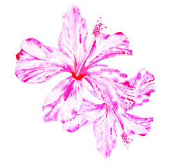 watercolor flowers hibiscus pastel pink color. isolated on white.
