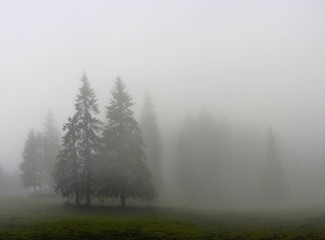 Fototapeta premium Many trees in the fog