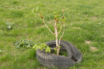old car tires can be used as flower beds, fences, and not only