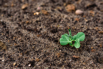 Young peas growing in spring garden.