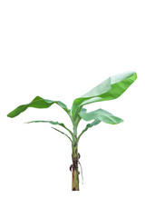 Fresh Banana tree with rain drops isolated on white background.