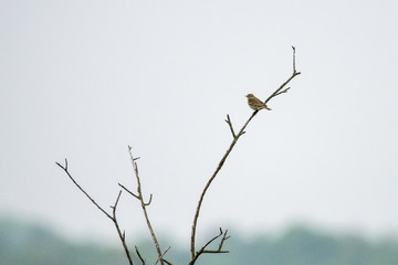 Rohrdommel auf einem Ast