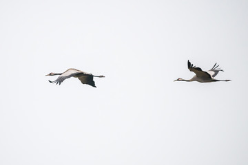 zwei fliegende Störche hintereinander