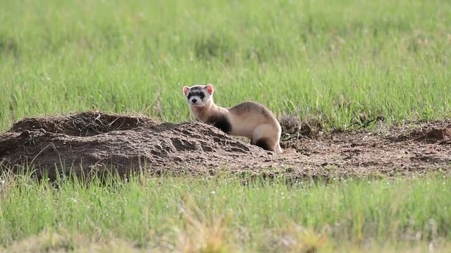 An Endangered Black-footed Ferret Exploring the Prairie in Colorado
