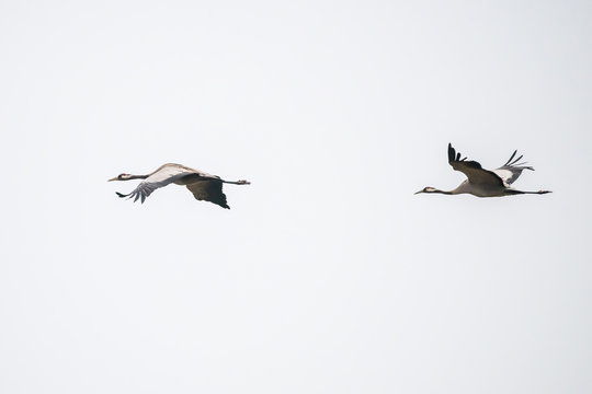 zwei fliegende St&ouml;rche hintereinander