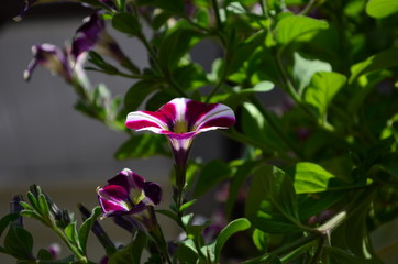 Fototapeta premium lovely colored petunia flowers in a pot