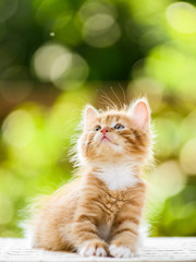 adorable playful red orange fluffy kitten on sunny day