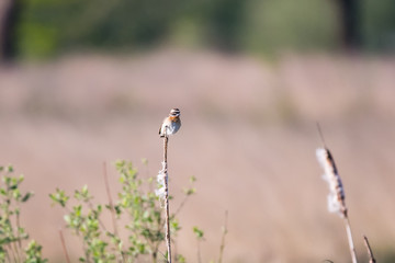 Fototapeta premium Braunkehlchen sitzend auf einem Ast