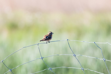 Braunkehlchen sitzend auf einem Drahtzaun