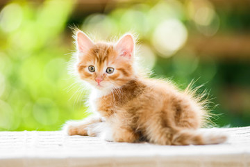 Naklejka na ściany i meble adorable playful red orange fluffy kitten on sunny day