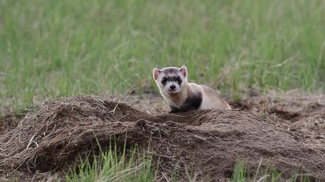 An Endangered Black-footed Ferret Exploring the Prairie in Colorado