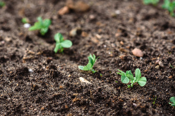 Young peas growing in spring garden.