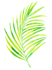 beautiful green watercolor palm leaf isolated on white