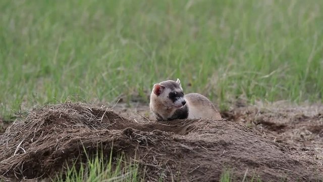 An Endangered Black-footed Ferret Exploring the Prairie in Colorado
