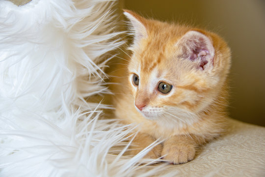 Close Up Of Orange Tabby Kitten With White Fake Fur Pillow