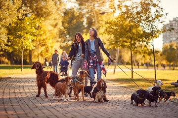 Women's walker enjoying with dogs while walking outdoors.