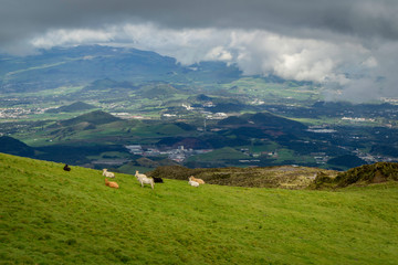 Fototapeta na wymiar landscape with cows from the island of Azores in Portugal 