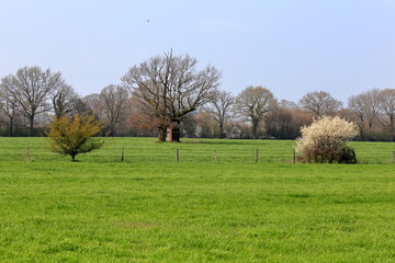 tree in field