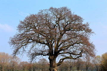 Treetop in front of blue sky
