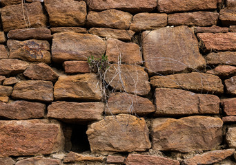 The wall is made of old, ancient stones, with plants growing from seams and cracks. close up.
