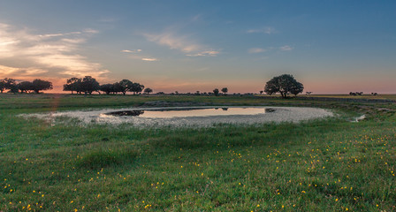 Last sunset in field