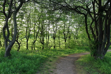 Walk in the countryside, relaxation