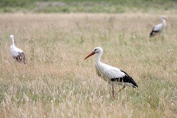 Obraz na płótnie Canvas stork on green grass