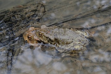 Bufo bufo during mating