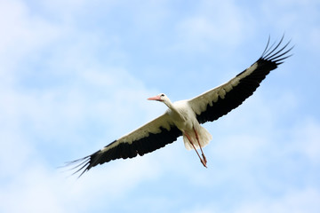 Fototapeta na wymiar stork in flight