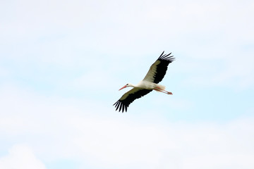 stork in flight