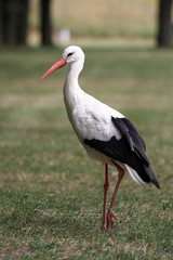 white stork in the field