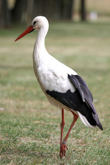 white stork in the field