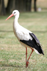 white stork in the field