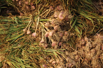 packs of tyed green rolls of freshly picked small garlic cloves ready to be dried for replanting or consumption after a good harvest in Northern Thailand, Southeast Asia