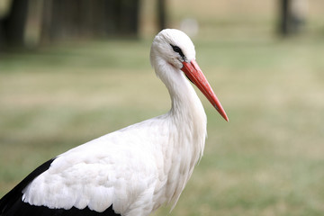 portrait of a stork