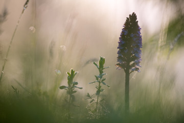 Orchidee - Knabenkraut -Blüte mit abstraktem Hintergrund