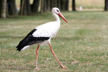 white stork in the field