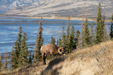 Big Horn Sheep in Jasper National Park, Alberta Canada